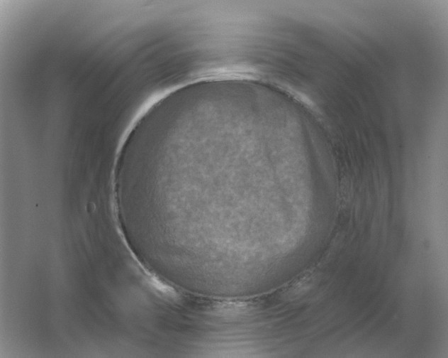 X0000062791470200601051033