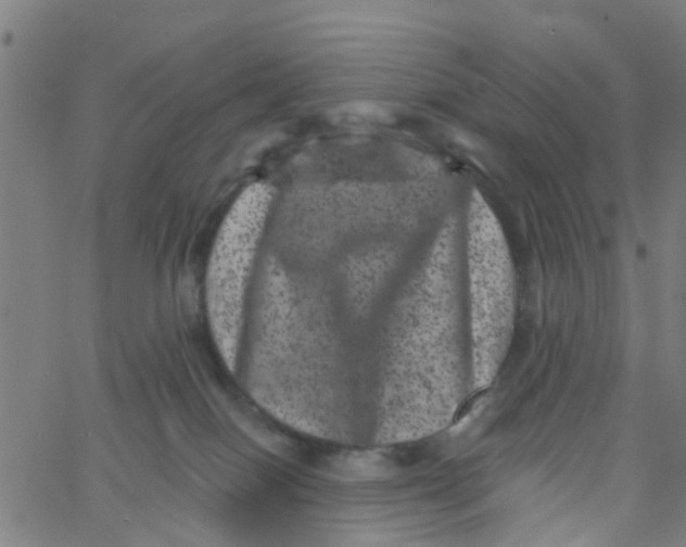 X0000062790086200601121325