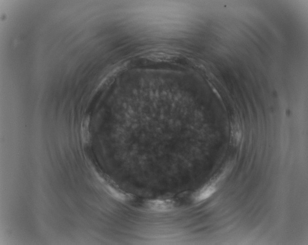 X0000062790239200601121322