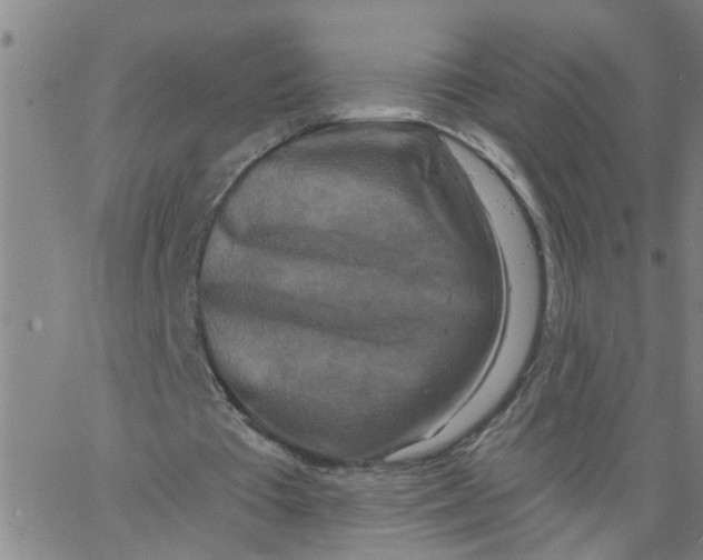 X0000062790385200601121320