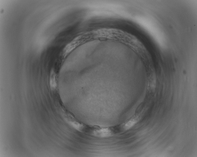 X0000062790431200601121319