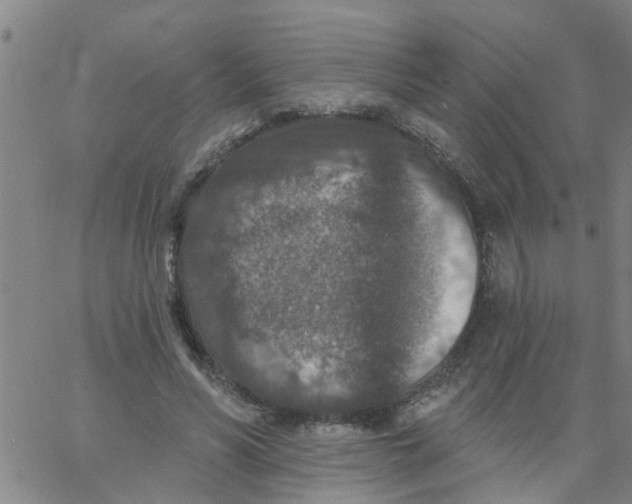 X0000062790590200601121316