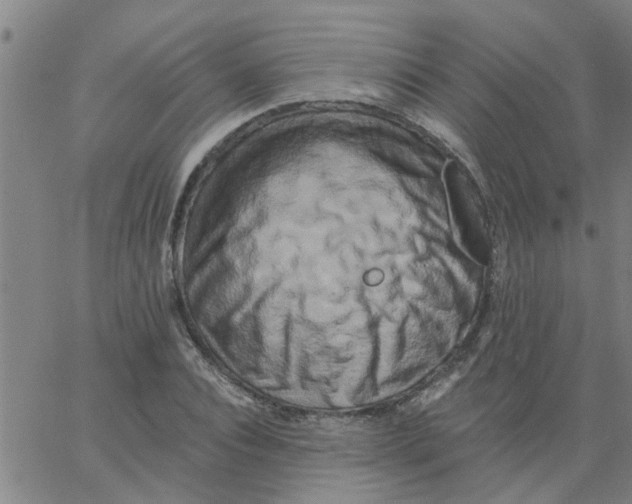 X0000062790928200601121311