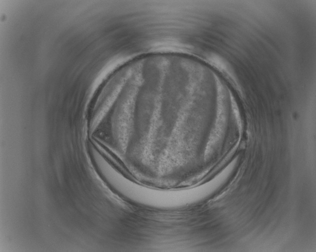 X0000062791376200601121303