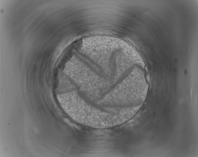X0000062790241200601191931