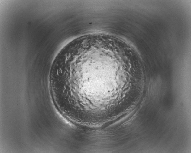 X0000062801239200512221355