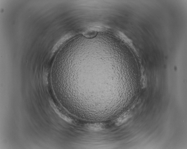 X0000062800106200512261606