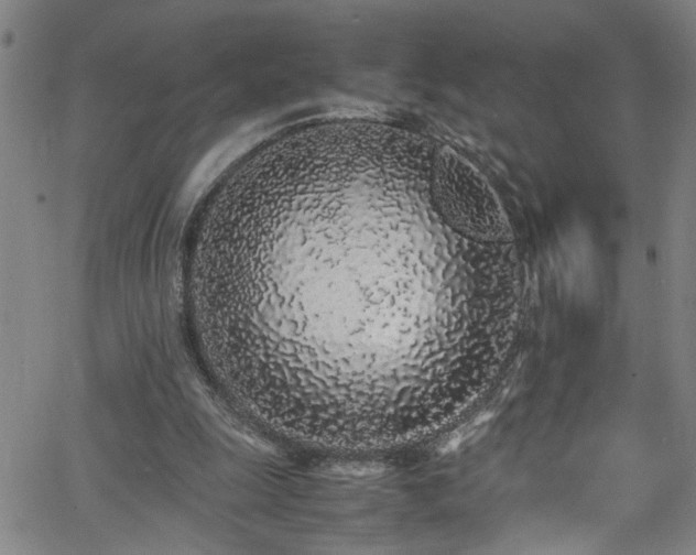 X0000062800247200512261603