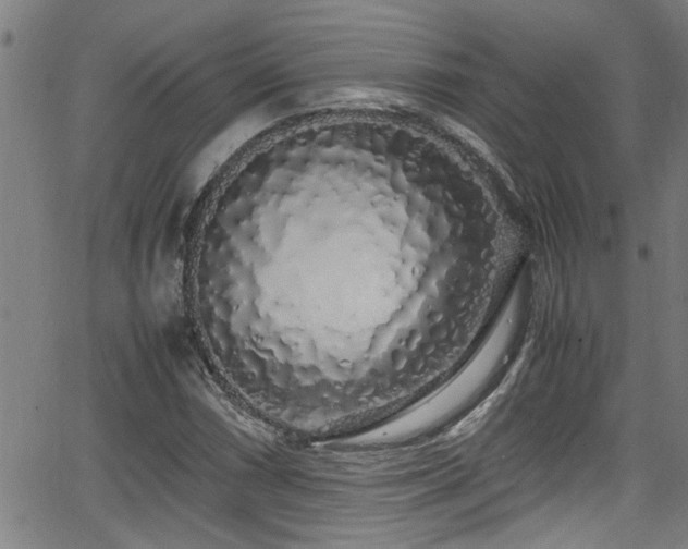 X0000062801066200512261549