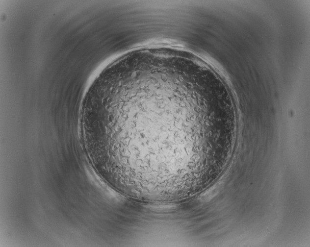 X0000062801296200512261546