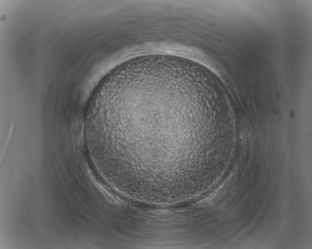 X0000062801507200512261542