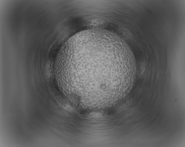 X0000062800236200512290256