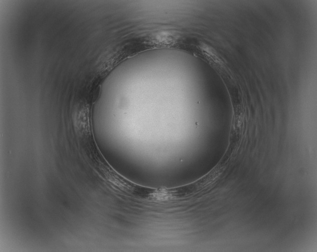 X0000062800425200512290253