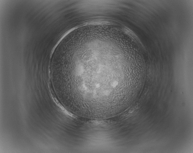 X0000062800852200512290246
