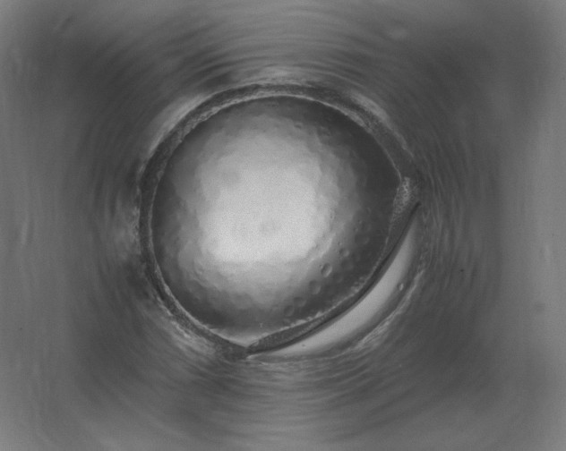X0000062801066200512290242