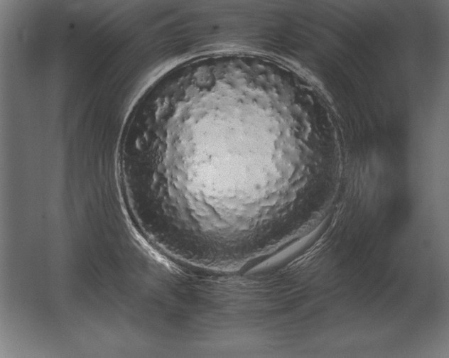 X0000062801239200512290240
