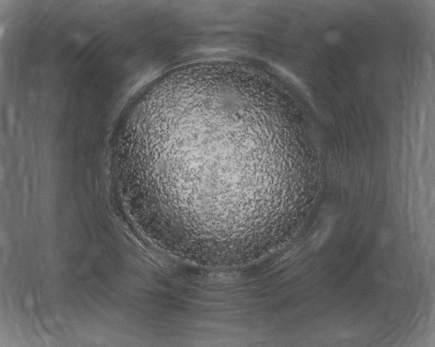 X0000062801411200512290236