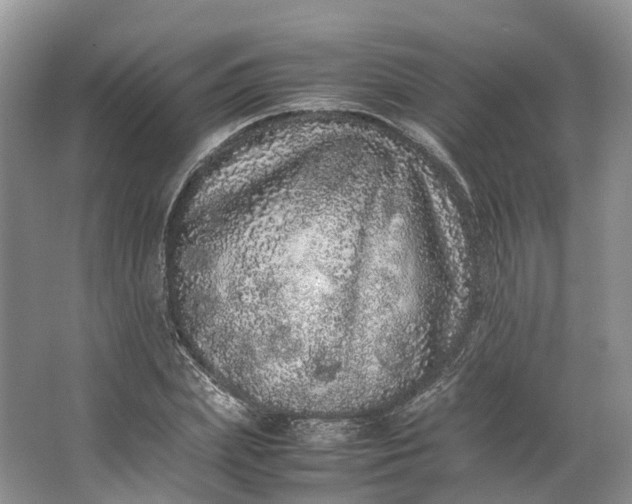 X0000062800831200601051109