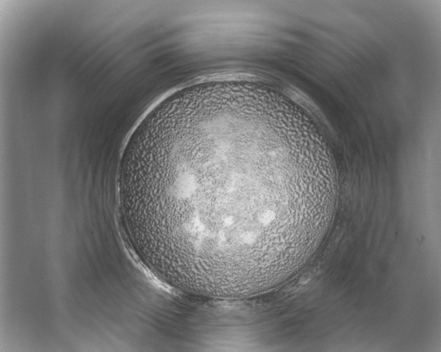 X0000062800852200601051110