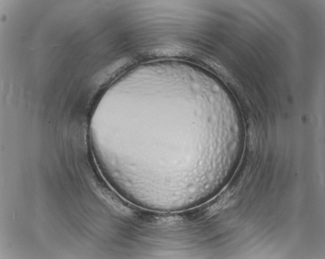 X0000062800446200601121344