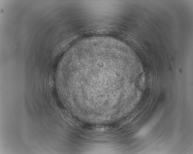 X0000062800746200601121340