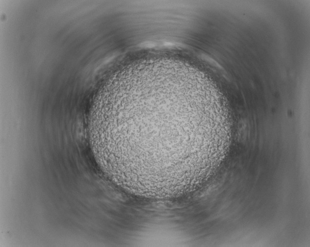 X0000062800966200601121336