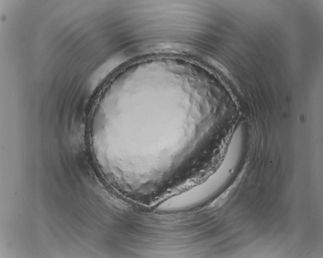 X0000062801066200601121334