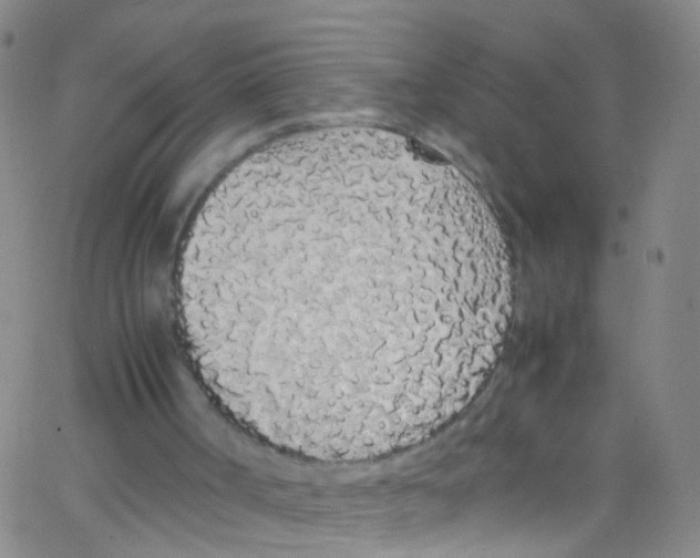 X0000062800002200601192001