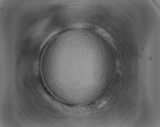 X0000062830012200601131310