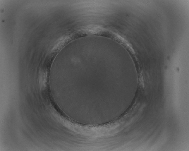 X0000062830018200601131310