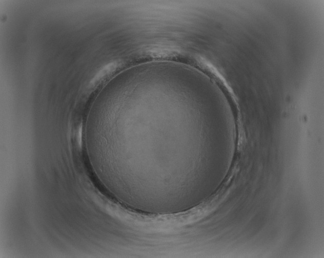 X0000062830019200601131310