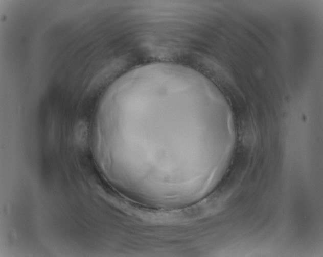 X0000062830036200601131309