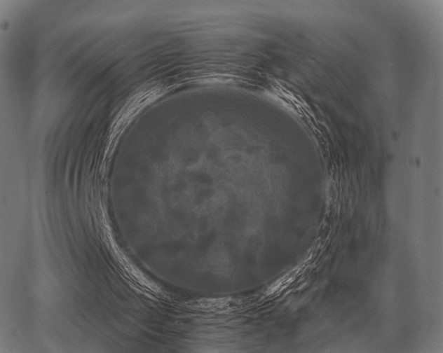 X0000062830049200601131308