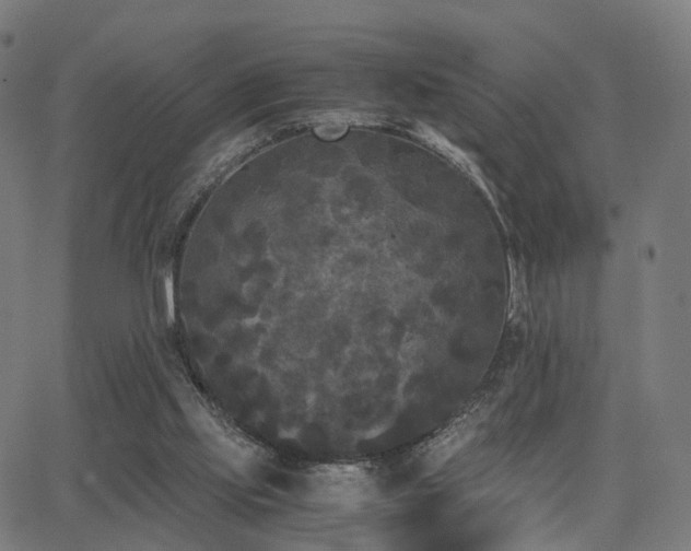 X0000062830061200601131309