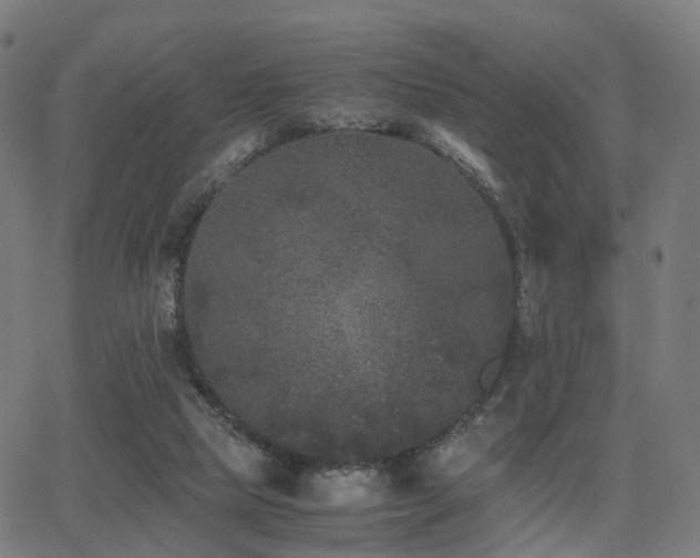 X0000062830065200601131309