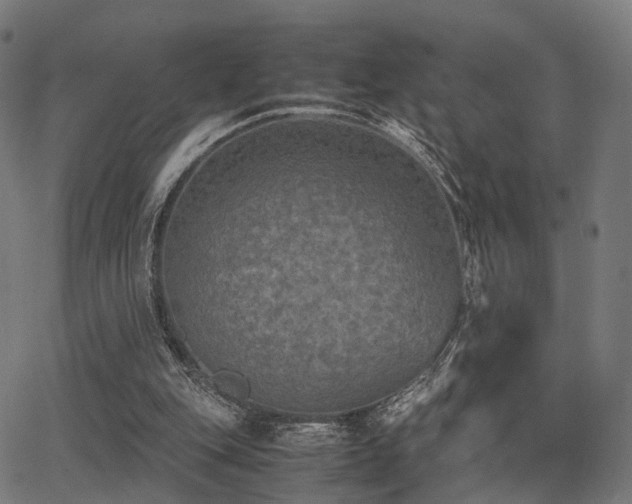 X0000062830151200601131307