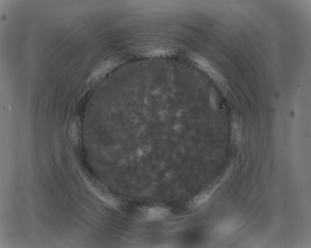 X0000062830165200601131307