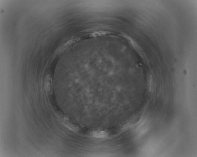 X0000062830169200601131307