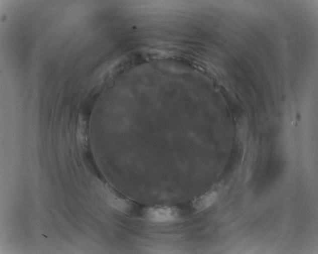 X0000062830181200601131307