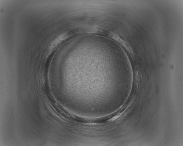 X0000062830203200601131307