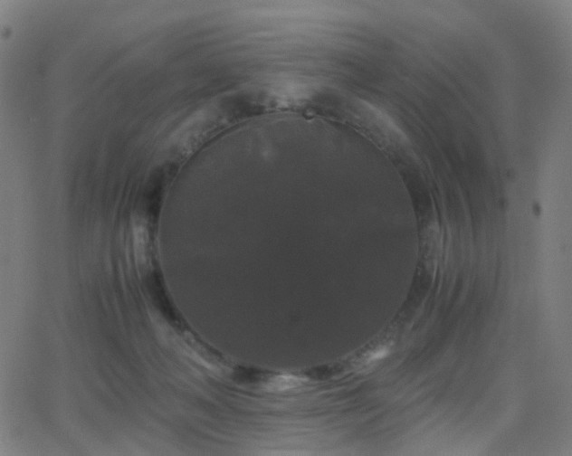 X0000062830222200601131306