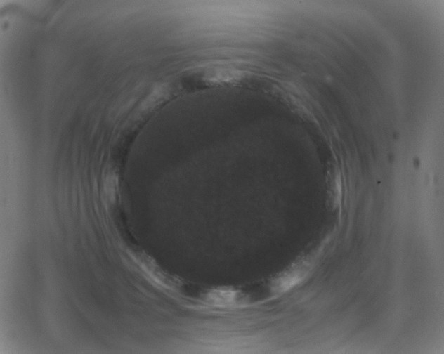 X0000062830227200601131306