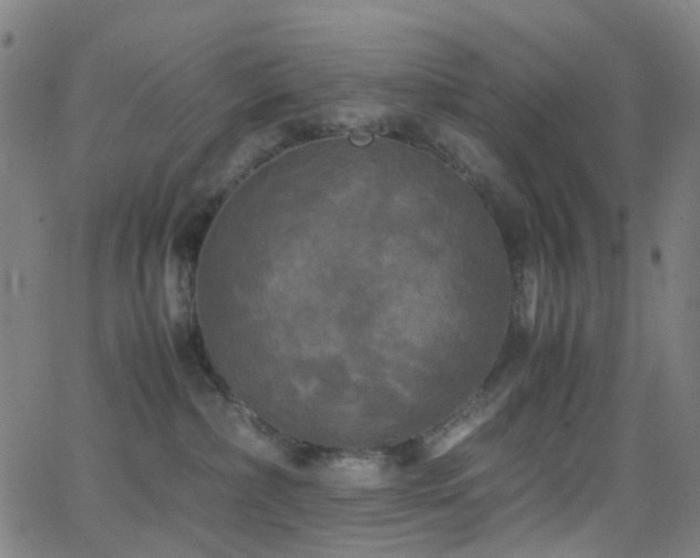 X0000062830236200601131306