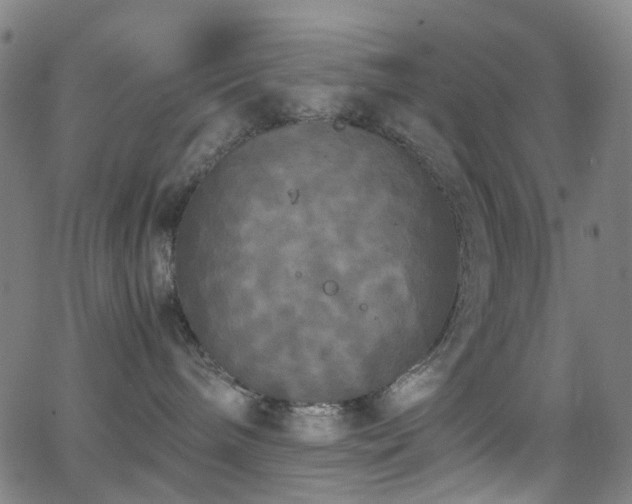 X0000062830240200601131306