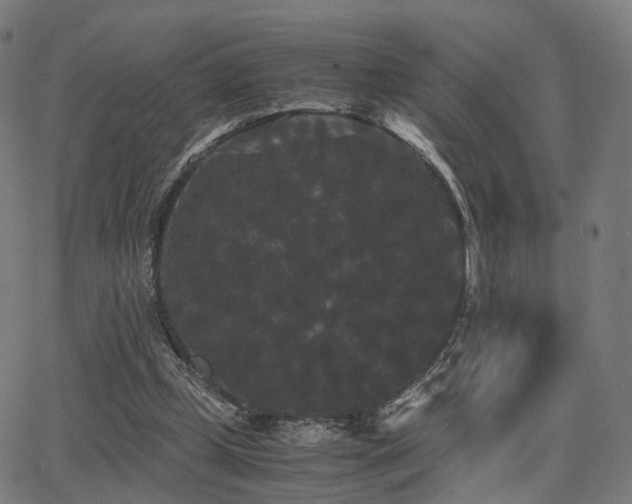 X0000062830249200601131305