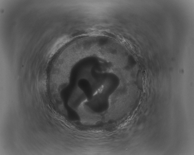 X0000062830295200601131305