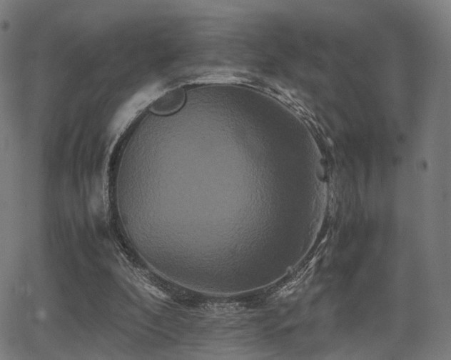 X0000062830296200601131305