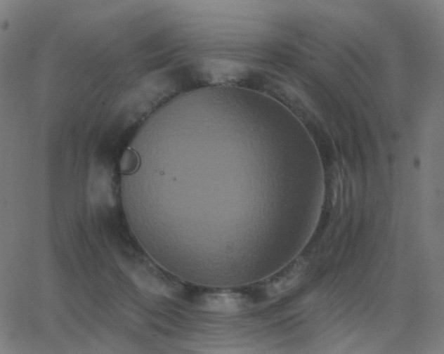 X0000062830316200601131305