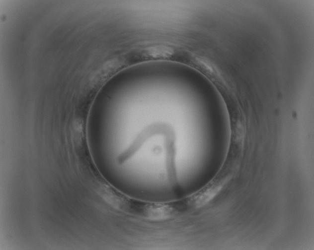 X0000062830321200601131305