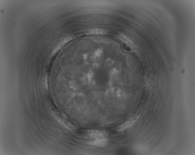 X0000062830347200601131304